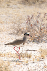 Close view of crowned lapwing bird