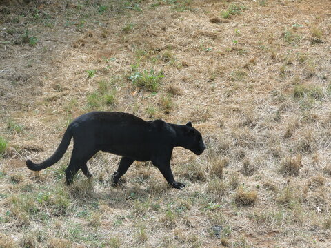 Pantera negra o un lindo gatito