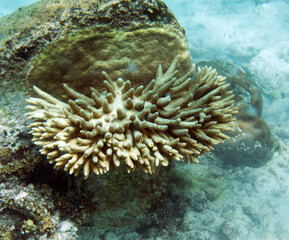 Naklejka na ściany i meble A close view of coral