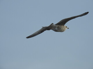 Obraz premium Seagull in flight against a tranquil uniform sky background