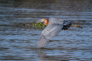 great blue heron