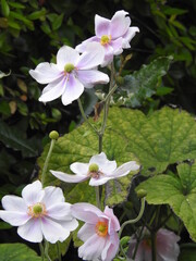 Five open flower heads in petals