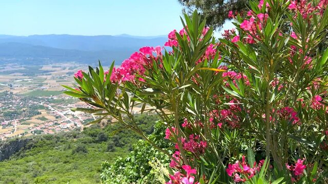 Close up of fresh pink oleander flowers blooming. A summer landscape of pastoral green fields with nerium. Vew over the Gokova Gulf in Turkey Country
