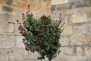 Fototapeta na wymiar Pink blooming Centranthus ruber