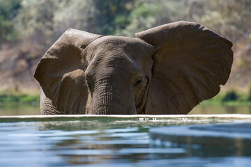 Elephant by pool