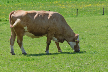 Una mucca sul prato in una fattoria.