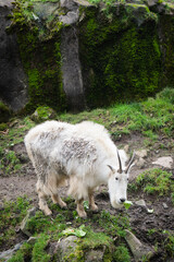 Obraz na płótnie Canvas Mountain goat