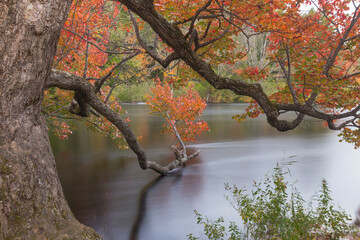 Autumnal branches scrape the river flowing out of Mary Lake at Port Sydney, Northern Ontario, Canada. - obrazy, fototapety, plakaty