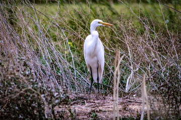 great blue heron