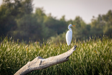 heron