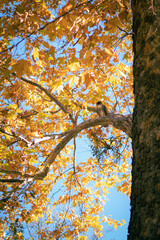Hawk on autumn branch (portrait)