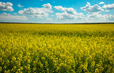 Beautiful landscape with field of yellow canola (Brassica napus L.) and blue cloudy sky
