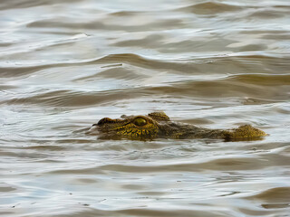 The species Crocodylus niloticus in a freshwater habitat, in  South Africa. 