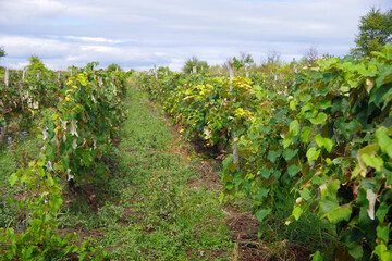 Fototapeta na wymiar Vineyards with green vine bushes in the countryside of Trusheni in Moldova near Chisinau.
