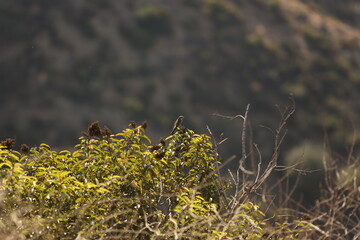 Small bird on bush