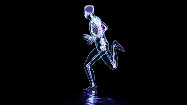 skeleton system of running man, bone Anatomy while run, human physical and sport, joggers, running man, medically accurate, fitness, loop animation, 3d render