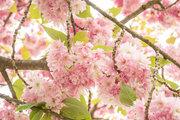 A branch with sakura flowers, a beautiful spring background
