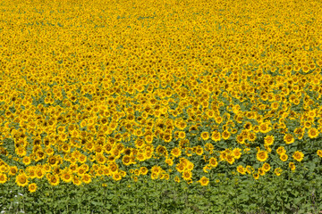 champ de tournesols en été