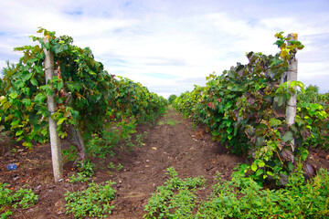 Fototapeta na wymiar Vineyards with green vine bushes in the countryside of Trusheni in Moldova near Chisinau.
