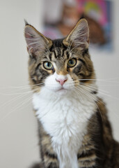 Portrait of a young mainecoon cat
