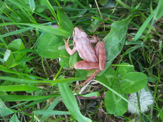 Macro shot frog sitting on green grass. Isolated on green background