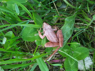 Macro shot frog sitting on green grass. Isolated on green background