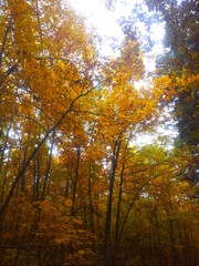 Fototapeta na wymiar View of the nature in autumn.