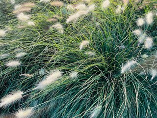 Different ornamental grasses in the garden. copy space