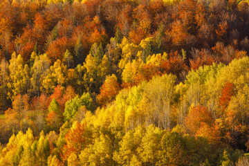 Landscape of forests in the autumn season. The Mala Fatra national park in northwest of Slovakia, Europe.