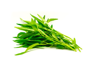 Bunch of fresh cut water spinach or kangkung plant with tender shoots isolated on white background