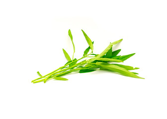 Multiple fresh cut water spinach or kangkung plant with tender shoots isolated on white background