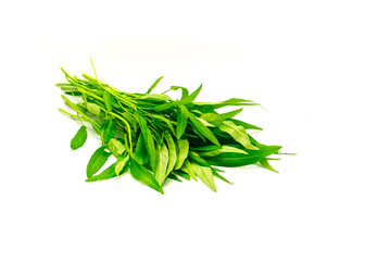 Bunch of fresh cut water spinach or kangkung plant with tender shoots isolated on white background