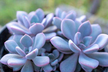 Succulents rosettes, top view. Composition of echeveria succulents for poster, calendar, post, screensaver, wallpaper, postcard, card, banner, cover, website. High quality photo