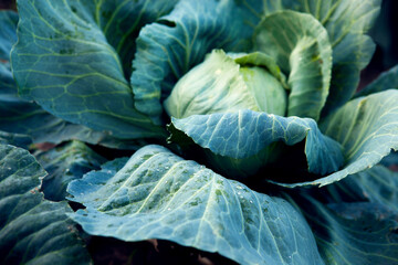 Fresh, white cabbage growing in a vegetable garden on a farm. 