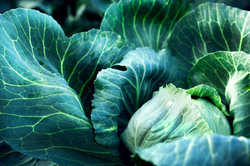 Obraz premium Fresh, white cabbage growing in a vegetable garden on a farm.