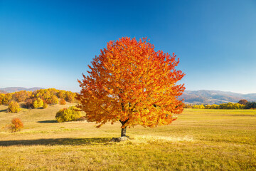 A tree with an orange crown in the foreground of an autumn landscape. The Stiavnica Mountains in southern central Slovakia, Europe.