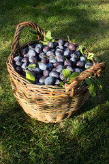 Fototapeta na wymiar Blue plum,delicious purple sweet fruit in wooden basket made of vines,harvest time in the orchard,seasonal autumn fruit,organic vegetarian ingredient,ukrainian garden,prunus domestica,Japanese symbol.