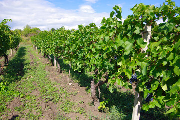 Fototapeta na wymiar Vineyards with ripening black grapes and green vine bushes in the countryside in Moldova near the city of Chisinau.