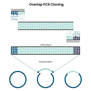 Overlap Polymerase Chain Reaction PCR Cloning Vector Graphic