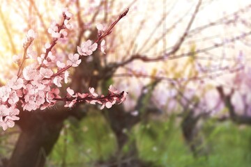 Blooming Sakura trees in garden. Cherry blossoming season. Japanese festival - Sakura blossom.