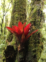 Red bromeliad growing on a tree 