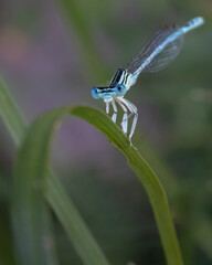 Blue Dragonfly
