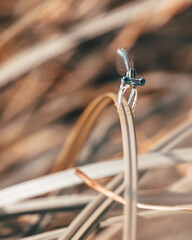 Obraz premium Libellule