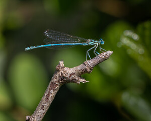 Libellule