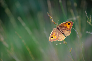 Obraz premium Dusky Meadow Brown (Hyponephele lycaon) butterfly sitting on a blade of gr