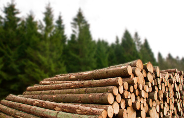 stack of logs