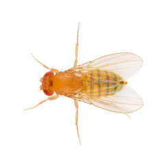 Fototapeta na wymiar Drosophila melanogaster also known as the fruit fly or lesser fruit fly is a species of fly in the family Drosophilidae. Dorsal view of fruit fly isolated on white background.