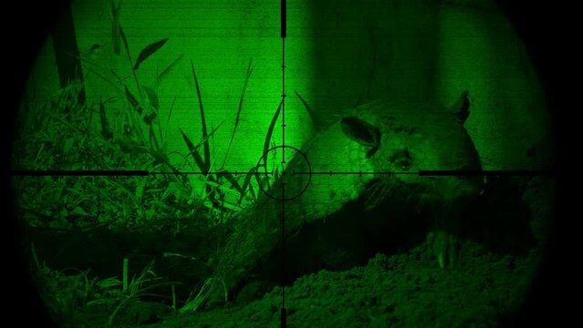 Armadillo in Gun Rifle Scope with Night Vision. Wildlife Hunting. Poaching Endangered, Vulnerable, and Threatened Animals