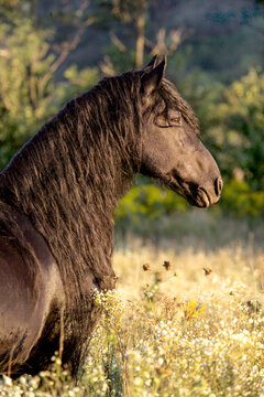 Friesian Horse stallion head portrait in golden meadow
