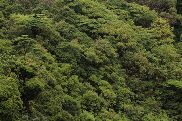 Fototapeta na wymiar View over a cloud forest located in Braulio Carrillo National Park, Barva Volcano sector